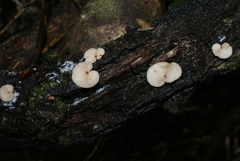 Crepidotus fuscovelutinus