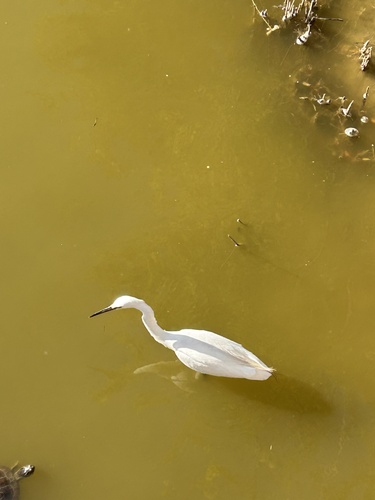 iNaturalist image
