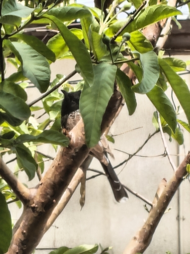 Red-vented Bulbul
