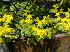 Sedum formosanum