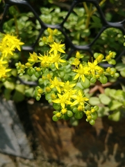Sedum formosanum