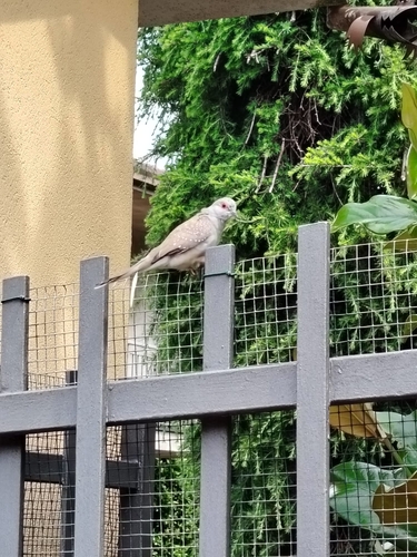 Diamond Dove (Geopelia cuneata), photo 7