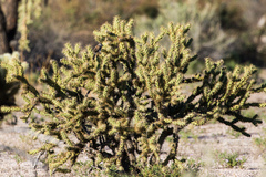 Cylindropuntia fulgida