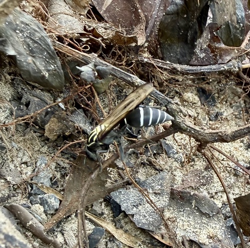 Polybia striata