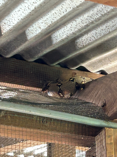 Boa Constrictor