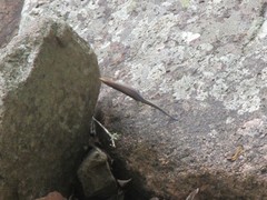 Lampropholis mirabilis