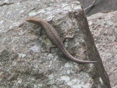 Lampropholis mirabilis