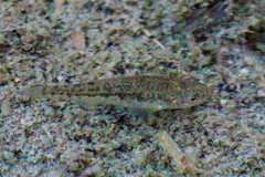 Cyprinodon eremus