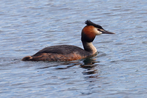 iNaturalist image