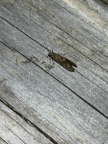 iNaturalist observation photo of Caddisflies