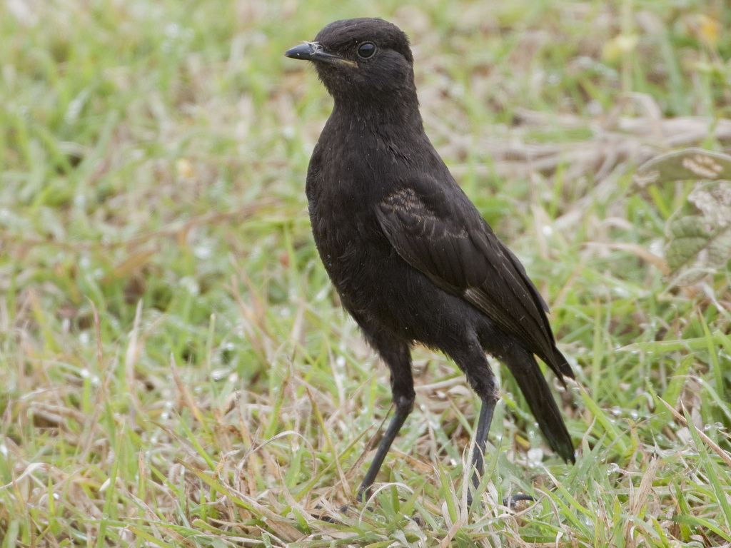Northern Anteater-Chat