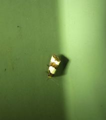 Micrapatetis orthozona