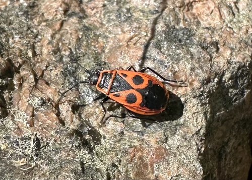 European Firebug