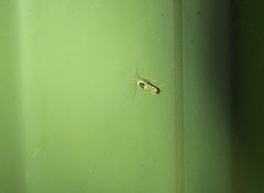 Hieromantis ephodophora