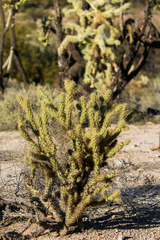 Cylindropuntia fulgida