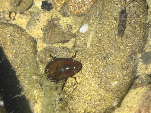iNaturalist observation photo of Tropisternus