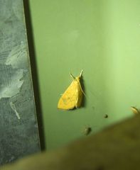 Hyalobathra brevialis