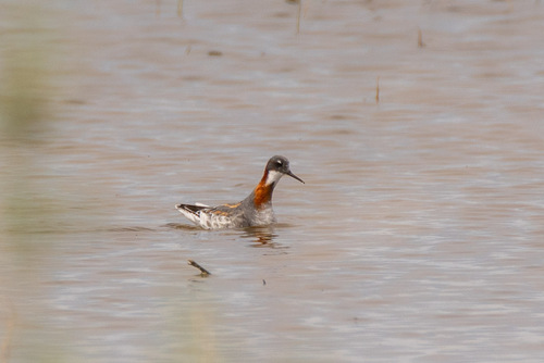 iNaturalist image