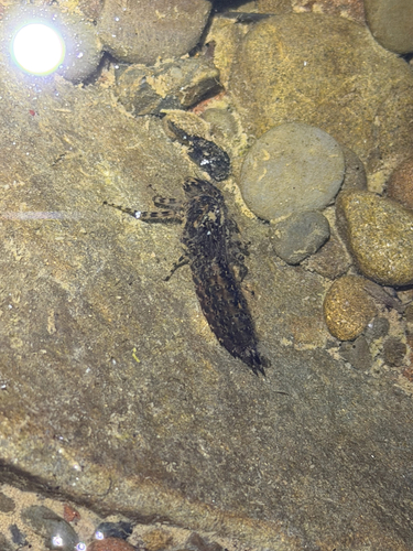iNaturalist observation photo of Hawkers and Typical Darners