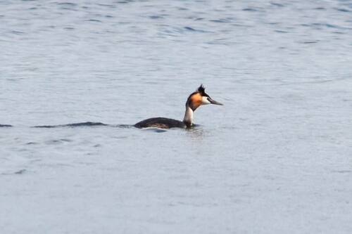iNaturalist image