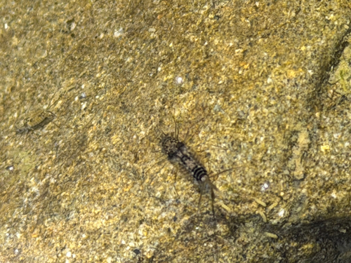 iNaturalist observation photo of Ameletus