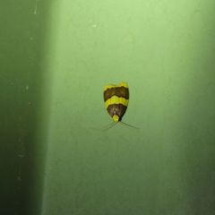 Heterallactis phlogozona