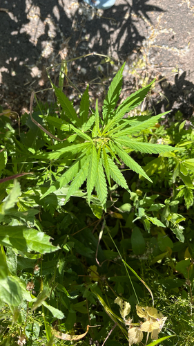 Cannabis
