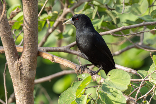 Solitary Cacique (Cacicus solitarius), photo 3
