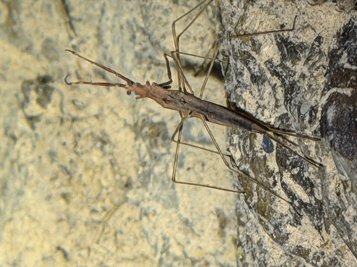 iNaturalist observation photo of Ranatra