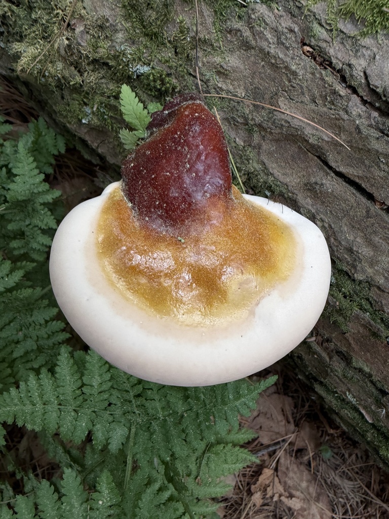 hemlock varnish shelf · June 2026 · photo: Photo: (c) Lythronax246, some rights reserved (CC BY) · iNaturalist