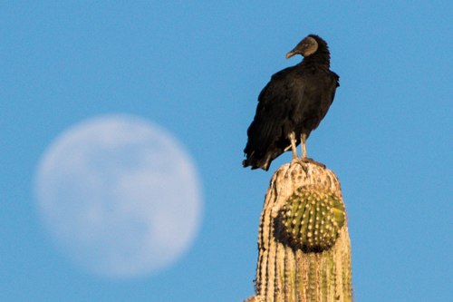 Black Vulture, photo 4 of 10