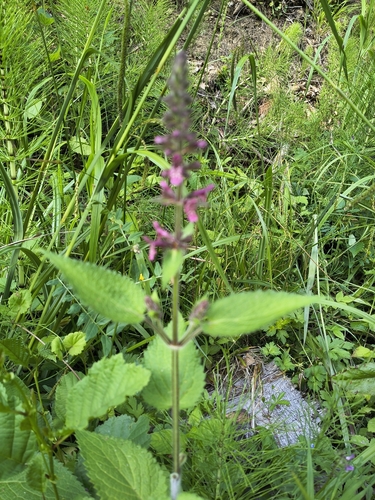 hedge woundwort