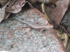 Lampropholis mirabilis