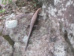 Lampropholis mirabilis