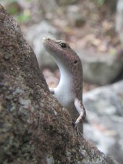 Lampropholis mirabilis