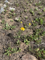 Chaenactis glabriuscula