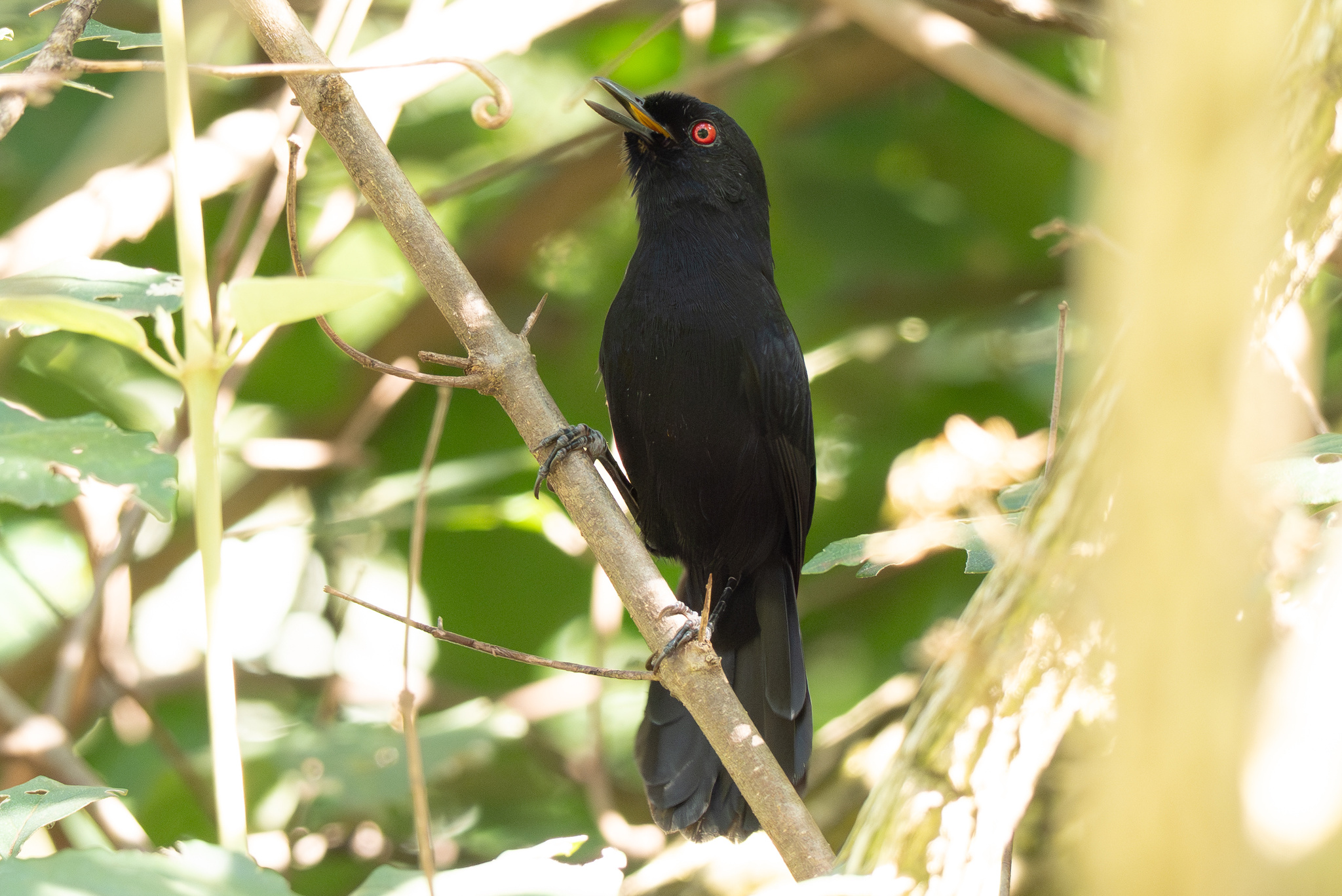 East Amazonian Fire-eye (Pyriglena leuconota), photo 2