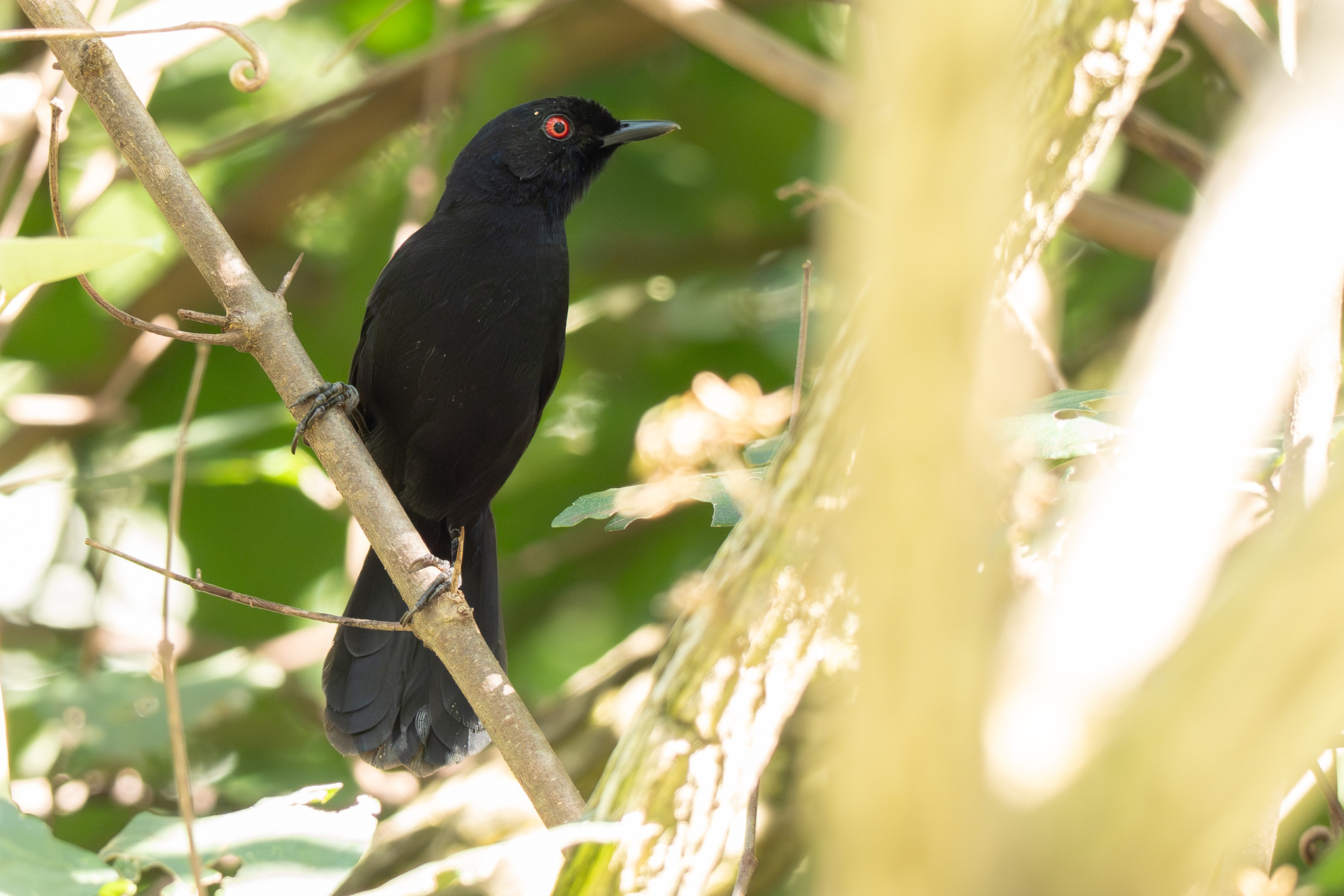 East Amazonian Fire-eye (Pyriglena leuconota), photo 3