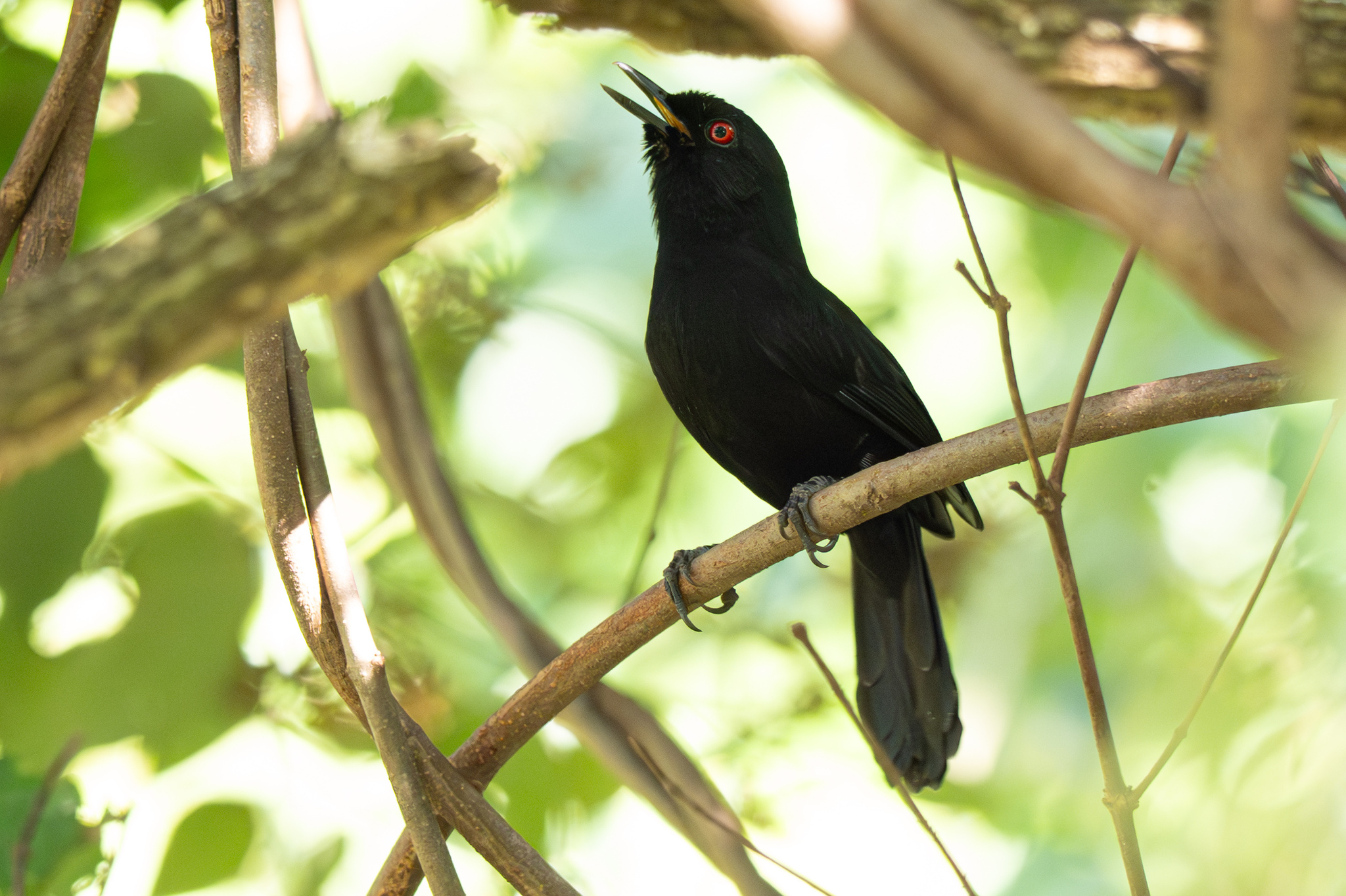 East Amazonian Fire-eye (Pyriglena leuconota), photo 4
