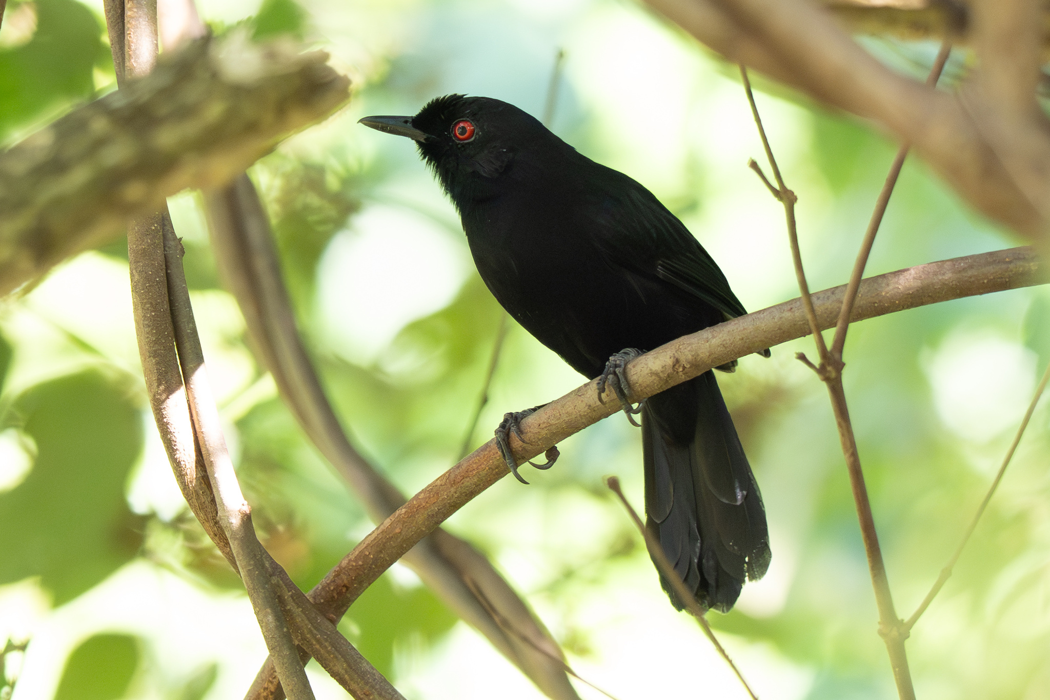 East Amazonian Fire-eye (Pyriglena leuconota), photo 5
