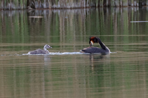 iNaturalist image