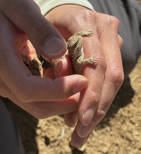 Greater Short-horned Lizard
