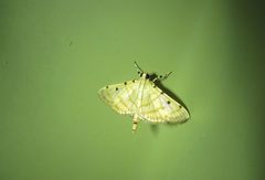 Notarcha
