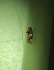 Ophiorrhabda phaeosigma