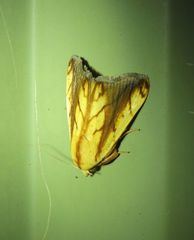 Xanthodes emboloscia