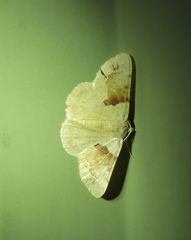Aeolochroma quadrilinea
