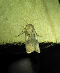 Agrotis interjectionis