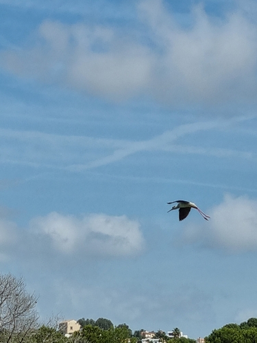 iNaturalist image