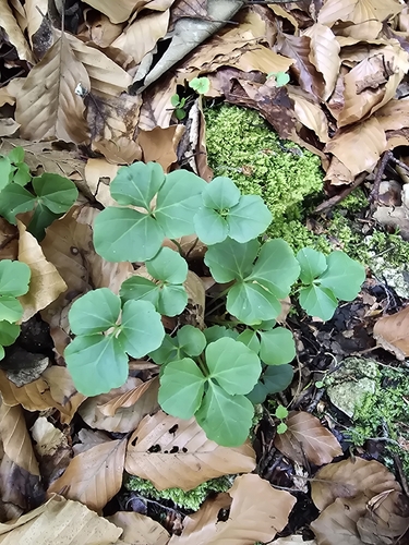Cardamine trifolia, photograph 2