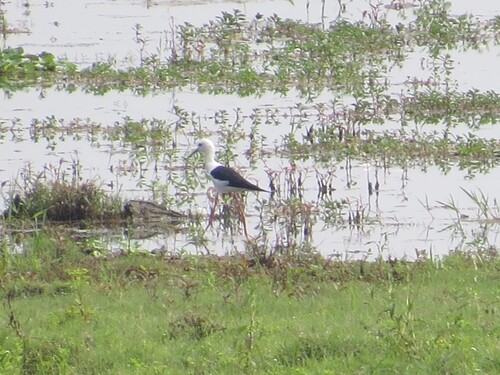 iNaturalist image